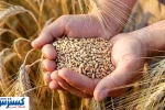 تاخیر در پرداخت گندمکاران؛ دولت خبر خوش می‌دهد!