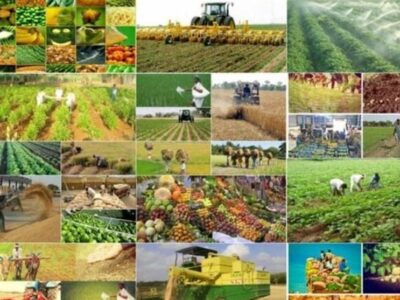 هیچ آمار کاربردی دقیقی در کشاورزی نداریم!