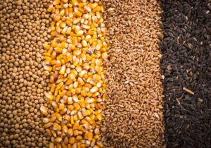 آغاز تخلیه و بارگیری نهاده های دامی تحت کلید دولت