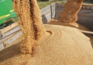 اختصاصی/ قیمت خرید تضمینی جو و ذرت ۲۳ هزار تومان تعیین شد