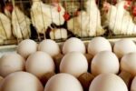 افزایش بی سابقه قیمت تخم مرغ در سایه نبود نظارت