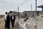 طرح جامع مدیریت سگهای بلاصاحب در مازندران کلید خورد