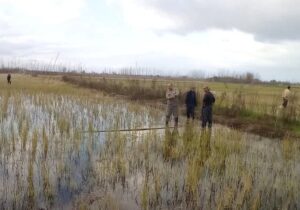 ممنوعیت شکار پرندگان وحشی در گیلان؛ ۴۲ رشته دام هوایی جمع آوری شد