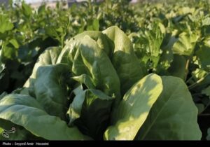 هسته‌ای در کشاورزی ــ ۶۳| افزایش دوام سبزیجات با فناوری هسته‌ای