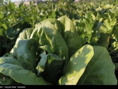 هسته‌ای در کشاورزی ــ ۶۳| افزایش دوام سبزیجات با فناوری هسته‌ای