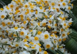 هشتمین جشنواره ملی گل نرگس در جویبار برگزار می‌شود