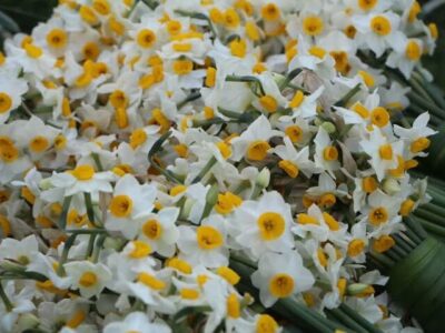 هشتمین جشنواره ملی گل نرگس در جویبار برگزار می‌شود