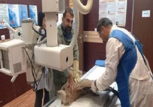 کرکس زخمی در باشت نجات یافت؛تلاش برای پایان درمان و بازگشت به طبیعت