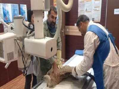 کرکس زخمی در باشت نجات یافت؛تلاش برای پایان درمان و بازگشت به طبیعت