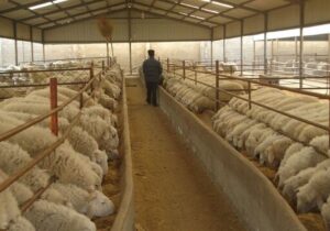 ۴.۸ میلیون تن کالای اساسی آماده ترخیص در بنادر کشور