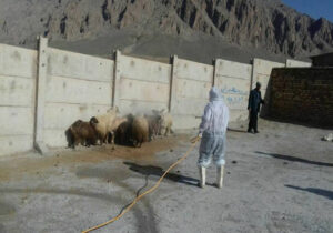 سمپاشی رایگان دام در رودان برای پیشگیری از تب کریمه کنگو آغاز شد