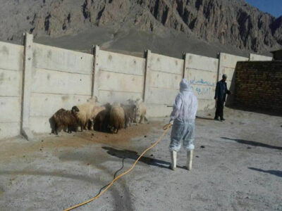 سمپاشی رایگان دام در رودان برای پیشگیری از تب کریمه کنگو آغاز شد