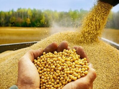 ثبت سفارش واردات پنج کنجاله از ۹ شهریورماه آغاز میشود